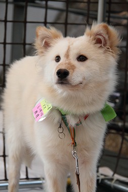 f:id:animal_protections:20120527184404j:image