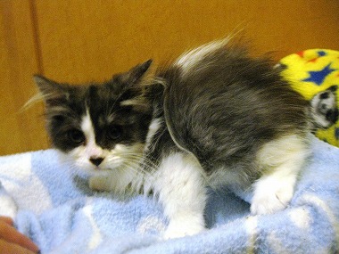 f:id:animal_protections:20120624223005j:image f:id:animal_protections:20120624223005j:image