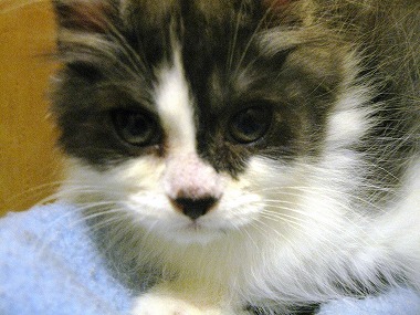 f:id:animal_protections:20120624223006j:image f:id:animal_protections:20120624223006j:image