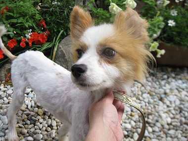 f:id:animal_protections:20120624223008j:image