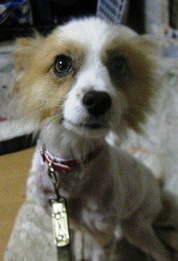f:id:animal_protections:20120624223009j:image
