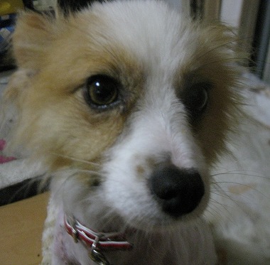 f:id:animal_protections:20120624223010j:image