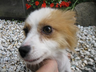 f:id:animal_protections:20120624223011j:image