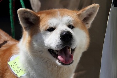 f:id:animal_protections:20120701222852j:image f:id:animal_protections:20120701222852j:image