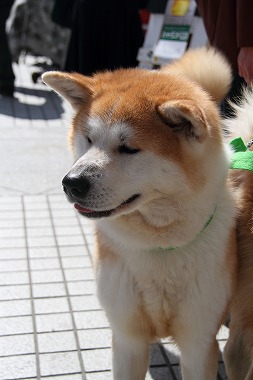 f:id:animal_protections:20120701222853j:image f:id:animal_protections:20120701222853j:image