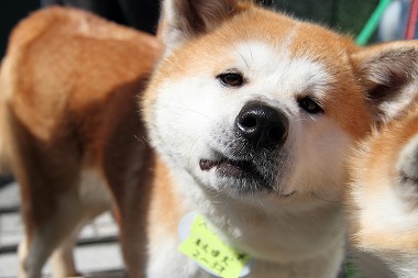 f:id:animal_protections:20120701222854j:image f:id:animal_protections:20120701222854j:image
