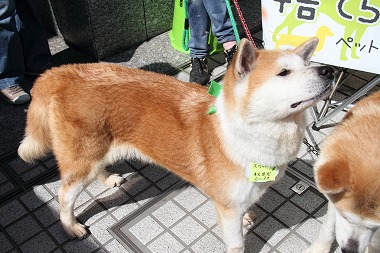 f:id:animal_protections:20120701222855j:image f:id:animal_protections:20120701222855j:image