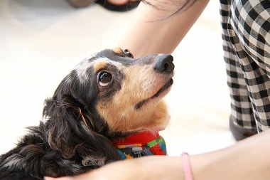 f:id:animal_protections:20120701222856j:image