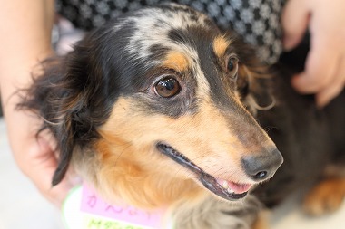 f:id:animal_protections:20120701222857j:image