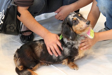 f:id:animal_protections:20120701222858j:image