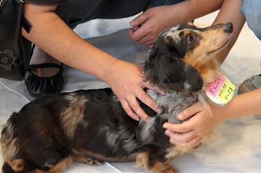 f:id:animal_protections:20120701222859j:image