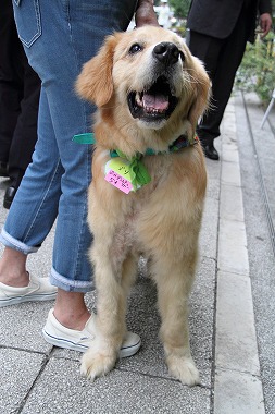 f:id:animal_protections:20120701222900j:image