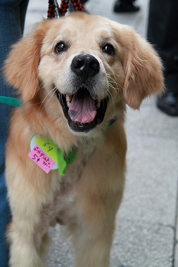 f:id:animal_protections:20120701222901j:image