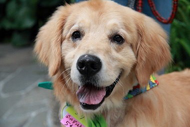 f:id:animal_protections:20120701222902j:image