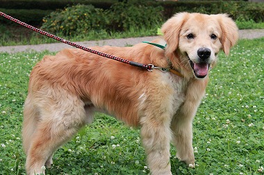 f:id:animal_protections:20120701222903j:image