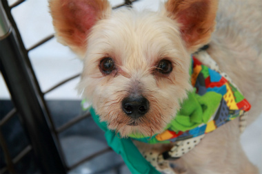 f:id:animal_protections:20120805215521j:image