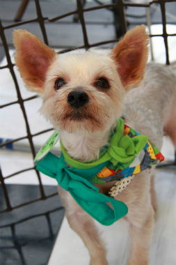 f:id:animal_protections:20120805215522j:image