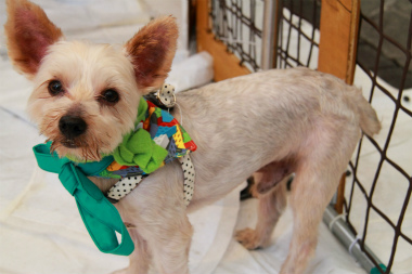 f:id:animal_protections:20120805215523j:image