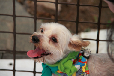 f:id:animal_protections:20120805215524j:image