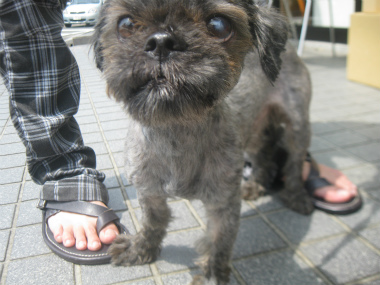 f:id:animal_protections:20120812220145j:image