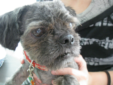 f:id:animal_protections:20120812220146j:image