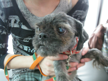 f:id:animal_protections:20120812220147j:image