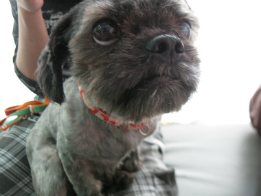 f:id:animal_protections:20120812220148j:image