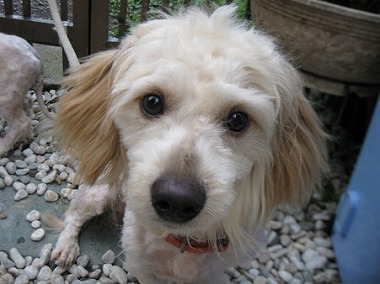 f:id:animal_protections:20120823223730j:image