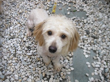 f:id:animal_protections:20120823223732j:image