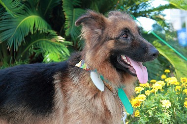 f:id:animal_protections:20120823223733j:image f:id:animal_protections:20120823223733j:image