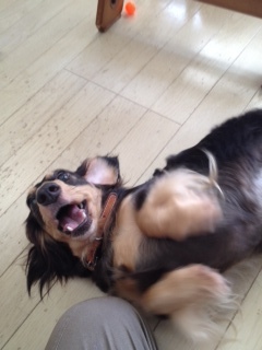 f:id:animal_protections:20120905231823j:image