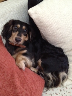 f:id:animal_protections:20120905231824j:image