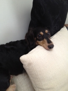 f:id:animal_protections:20120905231825j:image