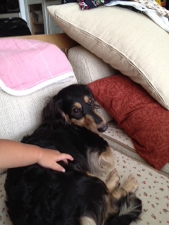 f:id:animal_protections:20120905231826j:image