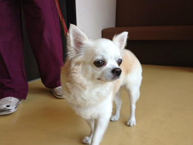 f:id:animal_protections:20120922093017j:image