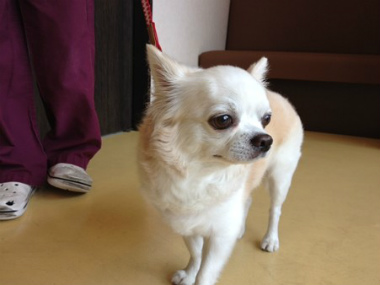 f:id:animal_protections:20120922093018j:image