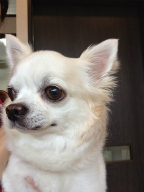 f:id:animal_protections:20120922093020j:image