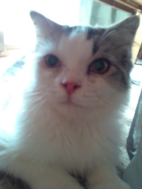 f:id:animal_protections:20120922093024j:image