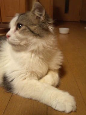 f:id:animal_protections:20120922093025j:image