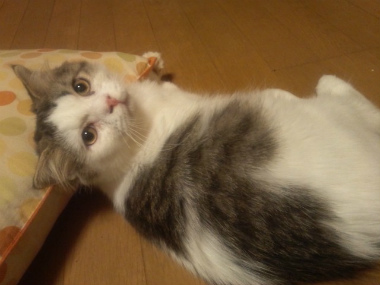 f:id:animal_protections:20120922093027j:image