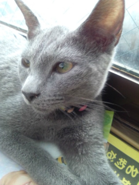 f:id:animal_protections:20120923122553j:image