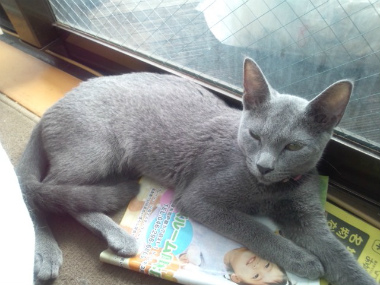f:id:animal_protections:20120923122554j:image