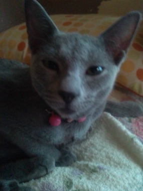 f:id:animal_protections:20120923122555j:image