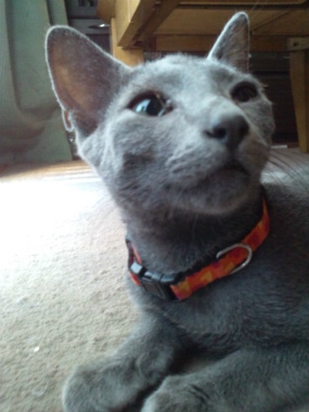 f:id:animal_protections:20120923125034j:image