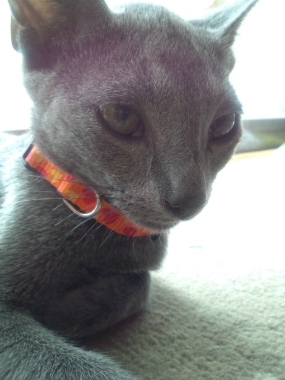 f:id:animal_protections:20120923125035j:image