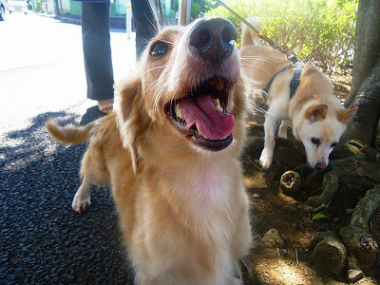 f:id:animal_protections:20121006000513j:image