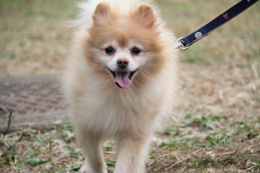 f:id:animal_protections:20121104003130j:image