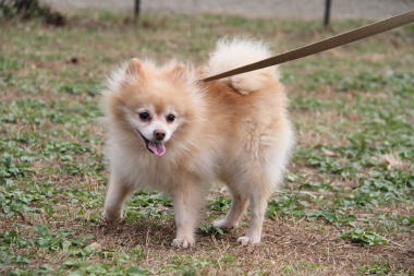 f:id:animal_protections:20121104003131j:image