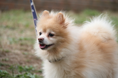 f:id:animal_protections:20121104003132j:image