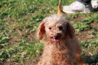 f:id:animal_protections:20121104003134j:image f:id:animal_protections:20121104003134j:image